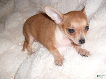 Chihuahua dogs Chihuahua 5 - Ad 1