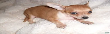 Chihuahua 5