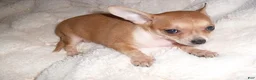 Chihuahua dogs for sale: Chihuahua 5 - Ad 1