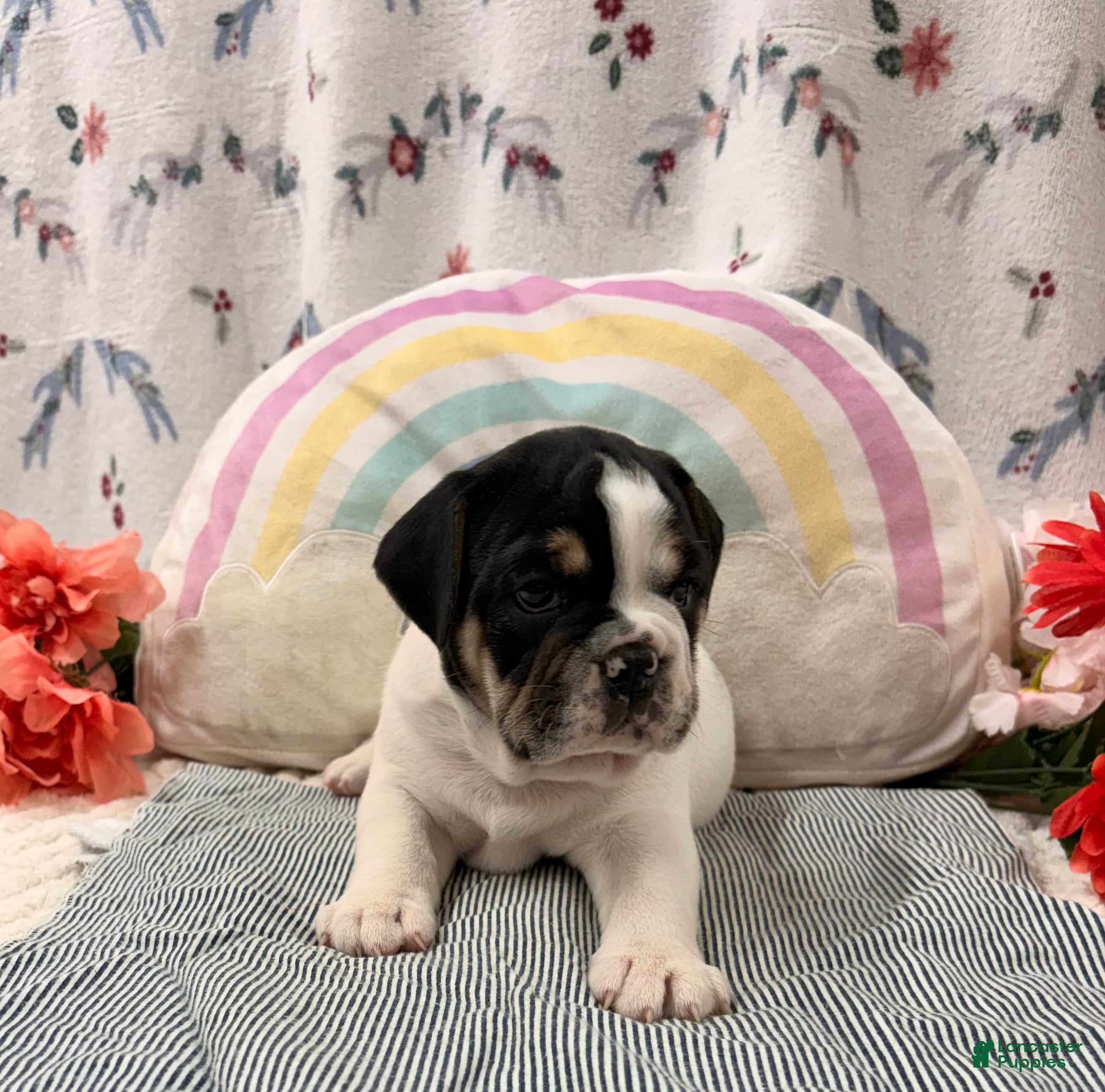 English Bulldog dogs Loren - Ad 2