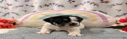 English Bulldog dogs for sale: Loren - Ad 4