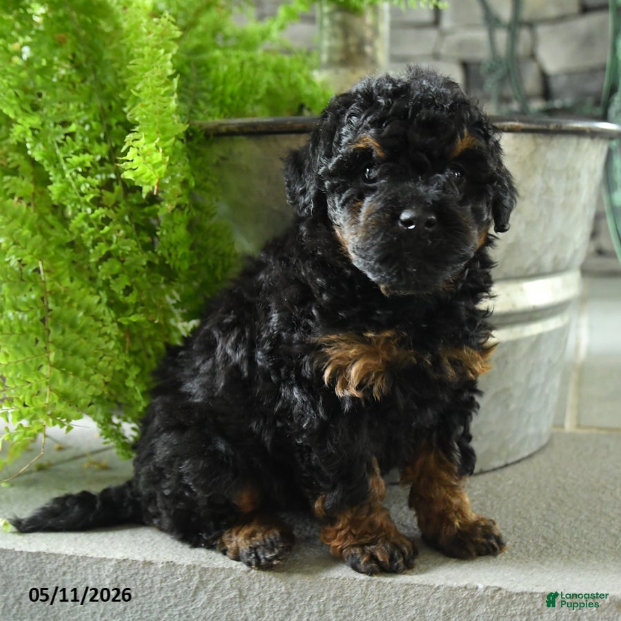 Yorkiepoo dogs Jo jo - Ad 2