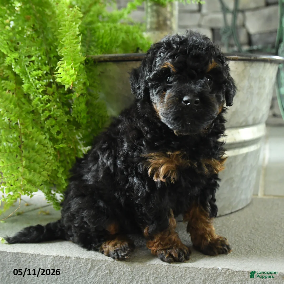 Yorkiepoo dogs for sale: Jo jo - Ad 2