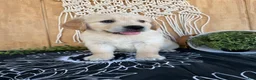 Golden Retriever dogs for sale: Grady - Ad 19