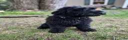 Giant Schnauzer dogs for sale: Tuna - Ad 7