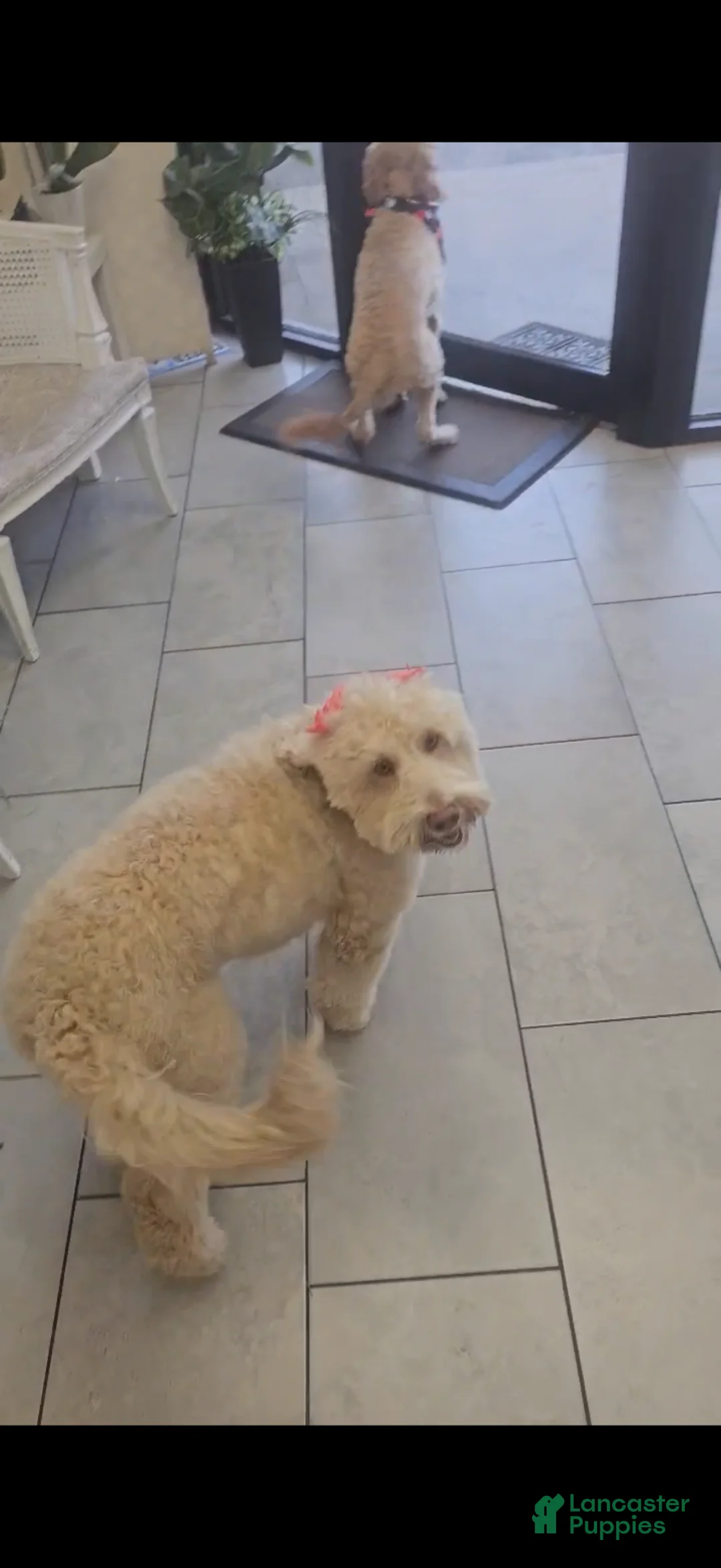 Goldendoodle dogs for sale: Goldendoodle Puppy 5 - Ad 2