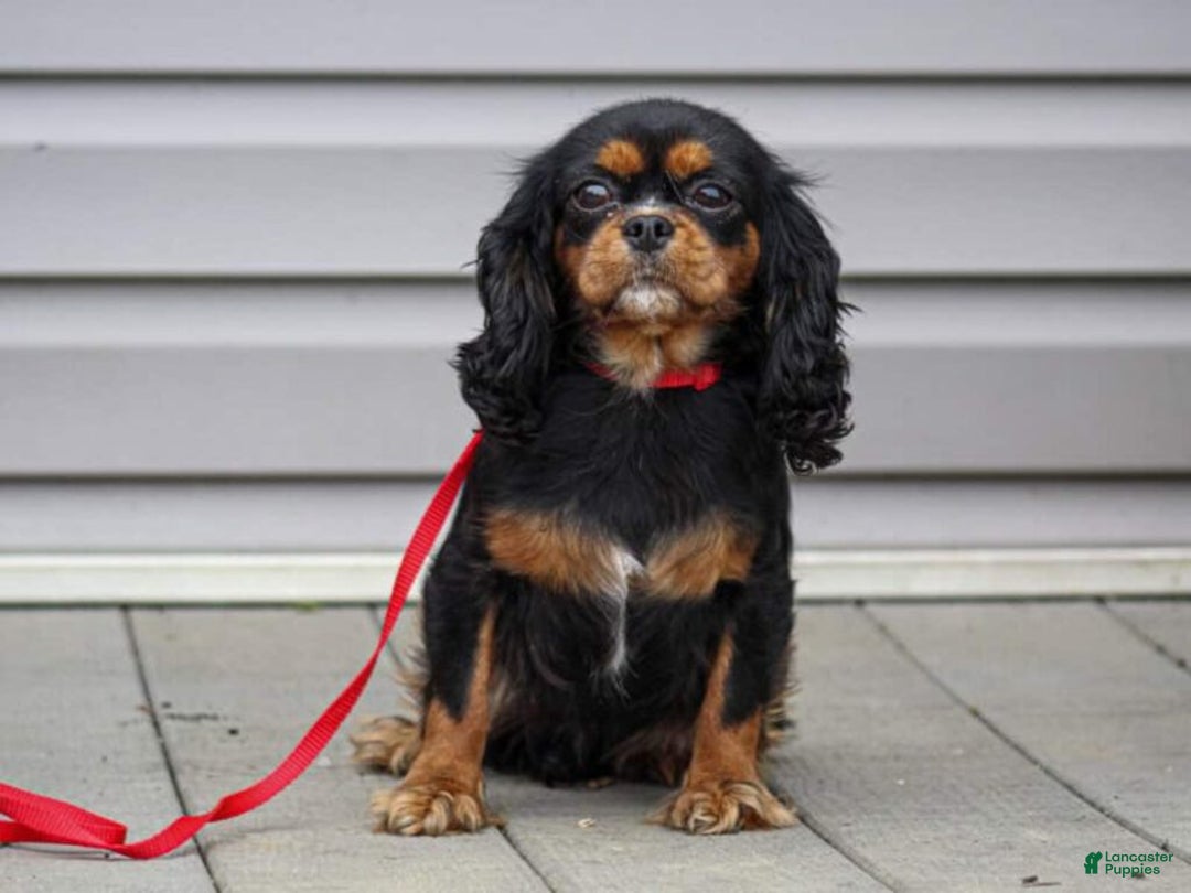 Cavalier King Charles Spaniel dogs for sale: Bridget - Ad 2
