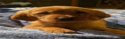 Golden Retriever dogs for sale: "Gracie" Red Girl - Ad 3