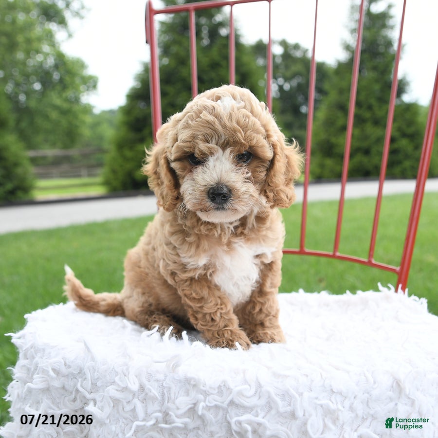 Cockapoo dogs Delilah - Ad 1
