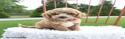 Cockapoo dogs for sale: Delilah - Ad 1