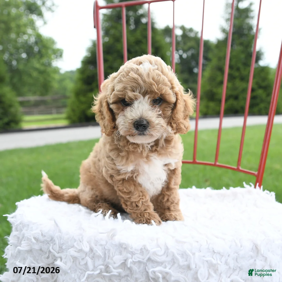 Cockapoo dogs for sale: Delilah - Ad 1