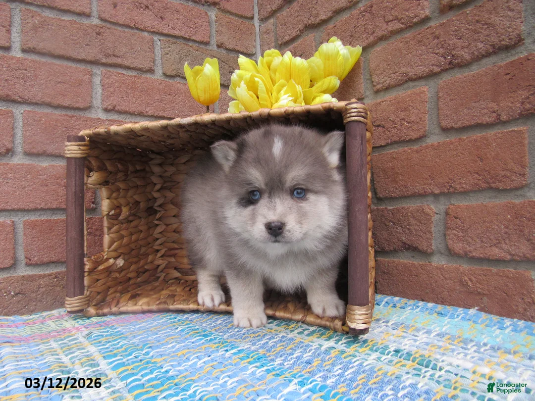 Pomsky dogs for sale: Bou  - Ad 2