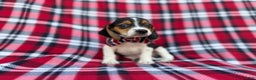 Beagle dogs for sale: Shaggy - Ad 6