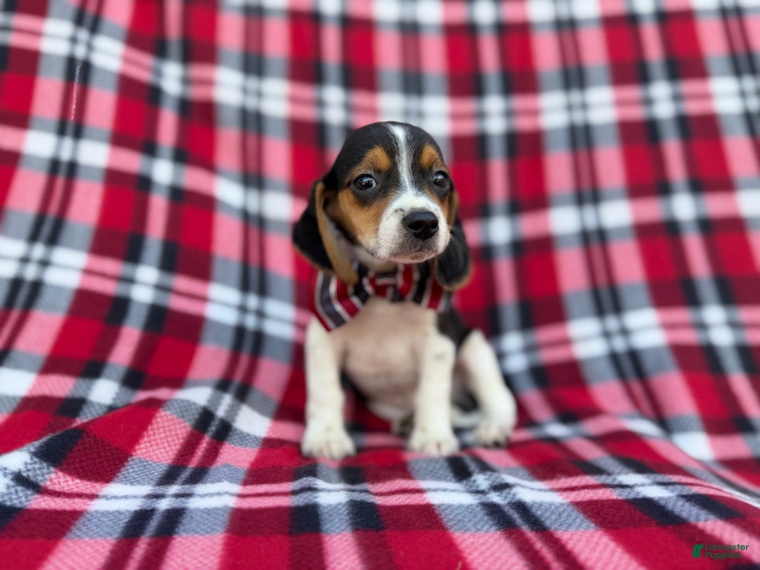 Beagle dogs for sale: Shaggy - Ad 6