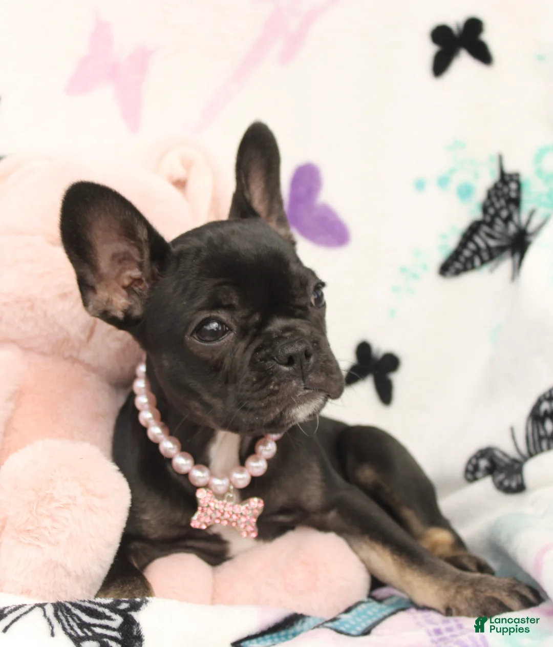 French Bulldog dogs for sale: Lilly - Ad 2