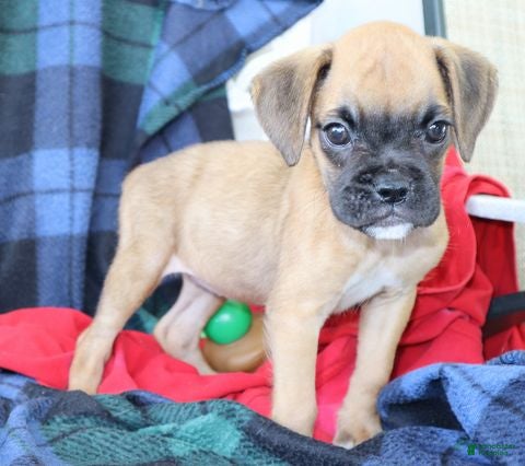 Boxer dogs Tonya  - Ad 2