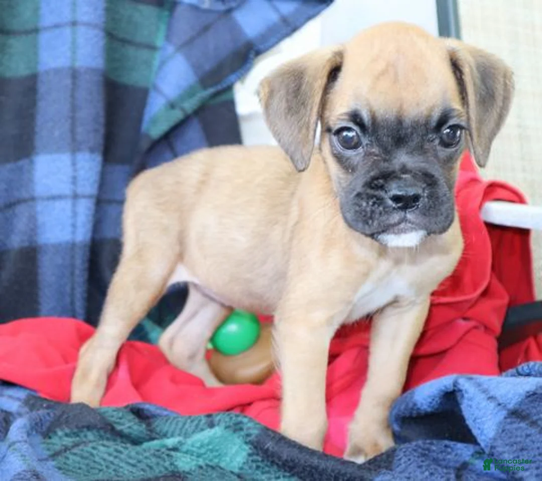 Boxer dogs for sale: Tonya  - Ad 2