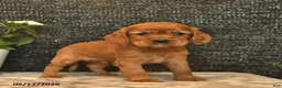 Cockalier dogs for sale: Viking  - Ad 3