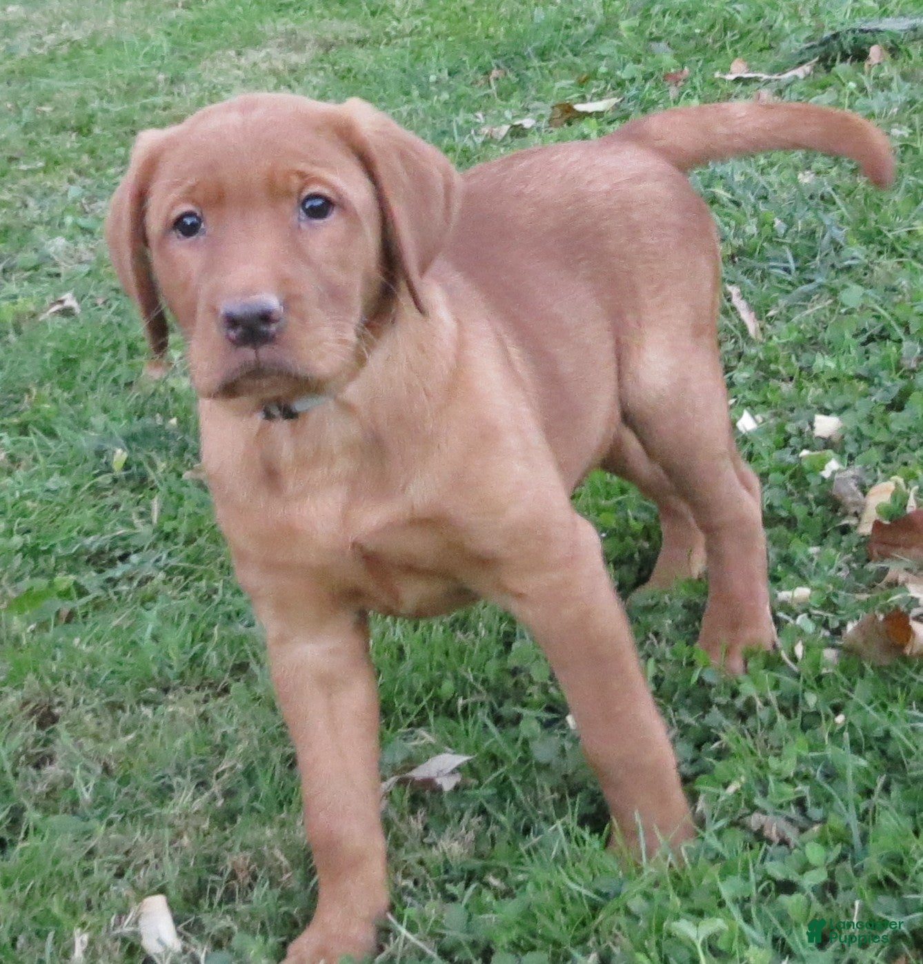 Labrador Retriever dogs for sale: Maple (grey collar) - Ad 2