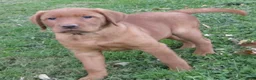 Labrador Retriever dogs for sale: Maple (grey collar) - Ad 3