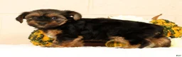 Yorkshire Terrier dogs for sale: Stella - Ad 3