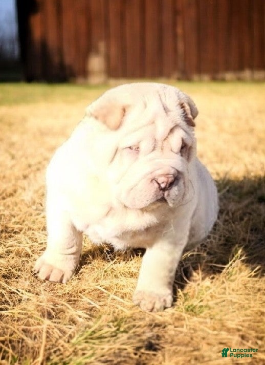 Shar Pei dogs Flurries mini  - Ad 4