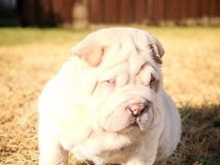 Shar Pei dogs Flurries mini - Ad 4