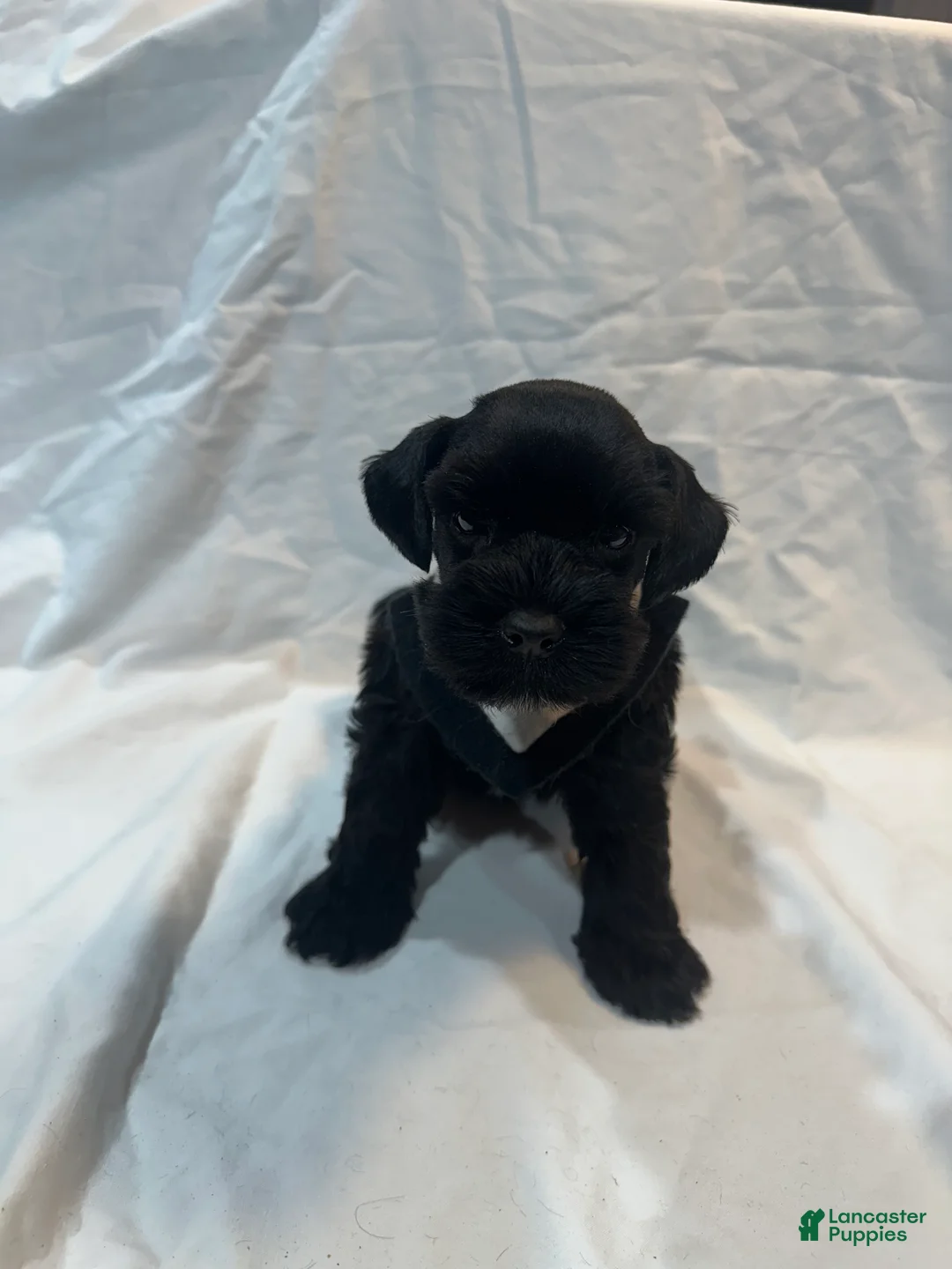 Miniature Schnauzer dogs for sale: Blake - Ad 2