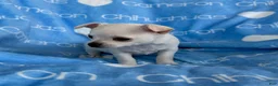Chihuahua dogs for sale: Polar Smooth Coat White - Ad 5