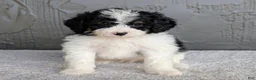 Mini Bernedoodle dogs for sale: Bob - Ad 4