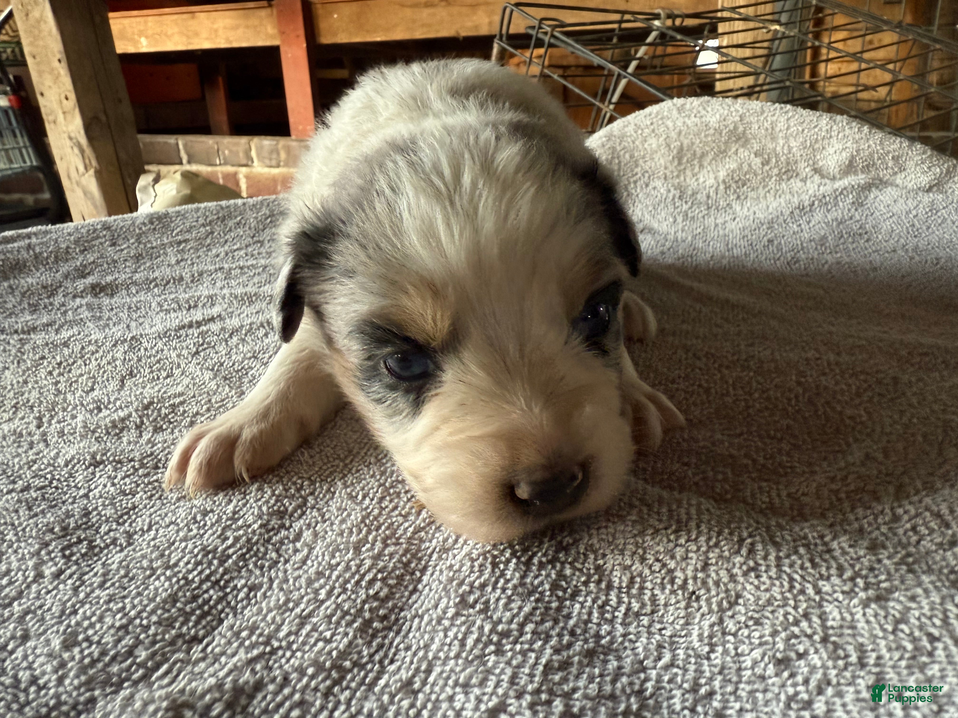 Australian Shepherd dogs Australian Shepherd Puppy 5 - Ad 2