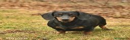 Dachshund dogs for sale: Nova - Ad 3