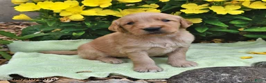 Taffy