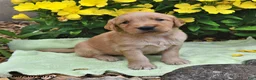 Goldendoodle dogs for sale: Taffy - Ad 1