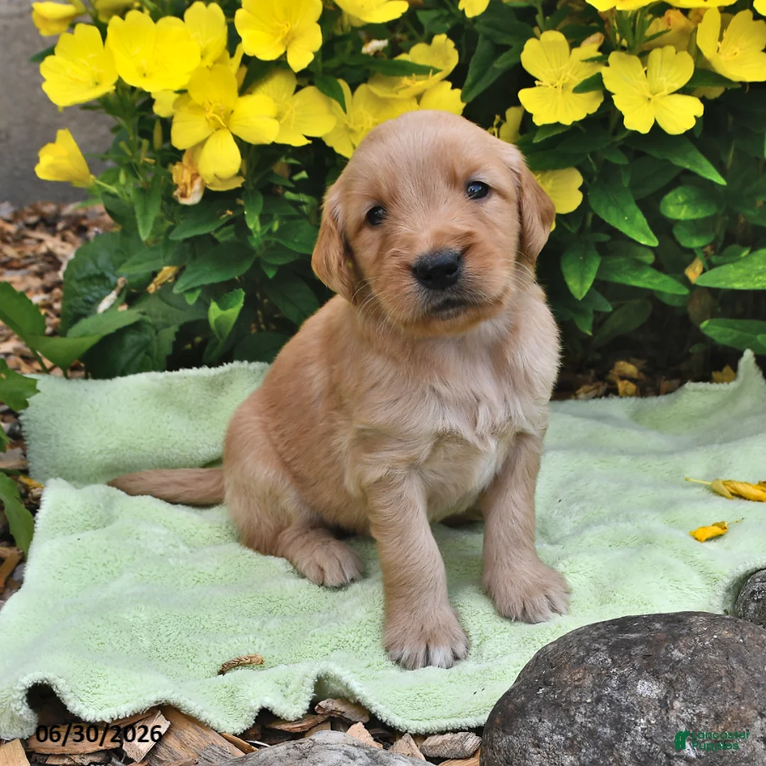 Goldendoodle dogs for sale: Taffy - Ad 1
