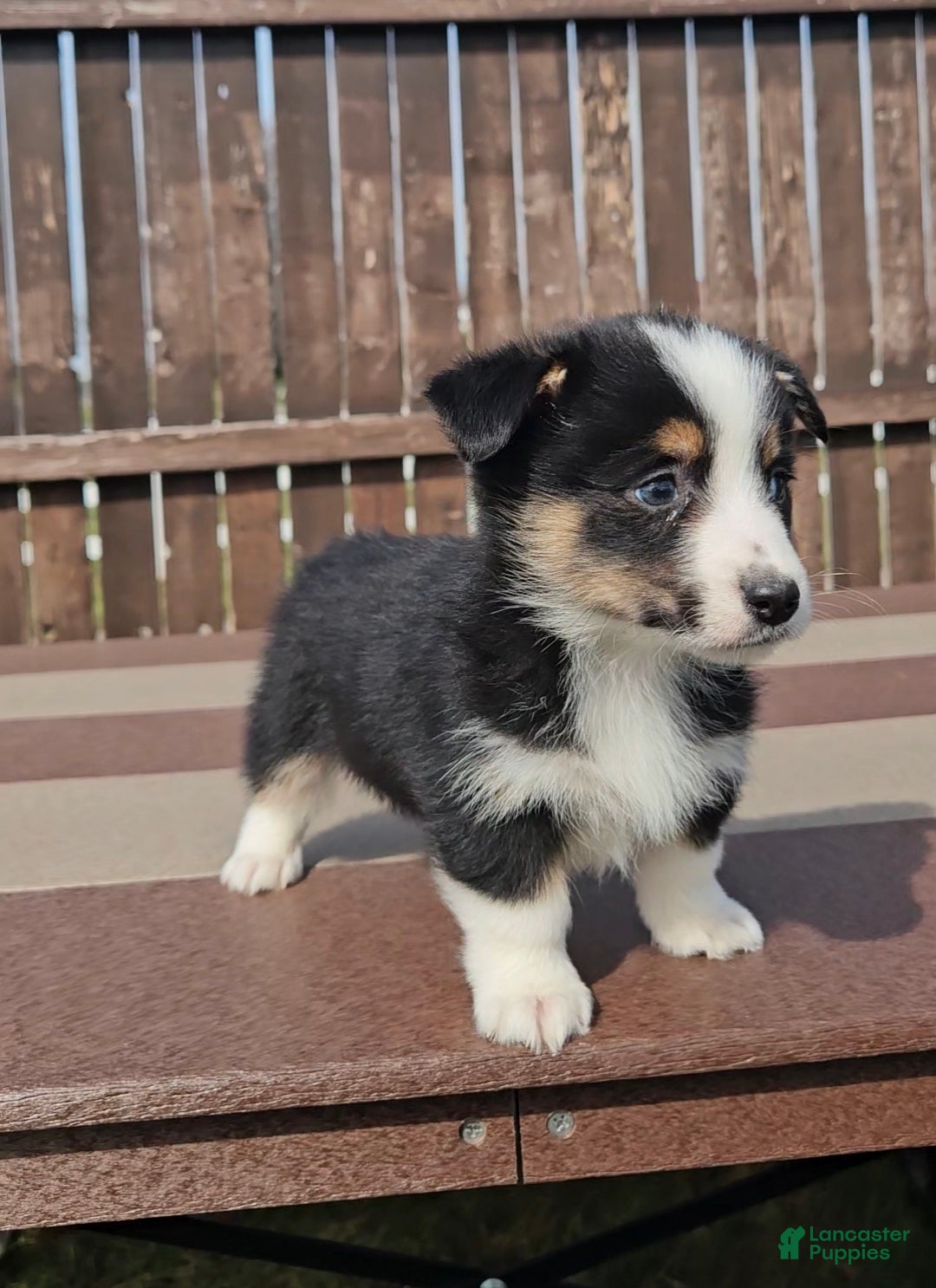 Mixed Breed dogs Slick - Ad 4