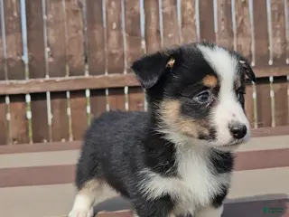 Mixed Breed dogs Slick - Ad 4