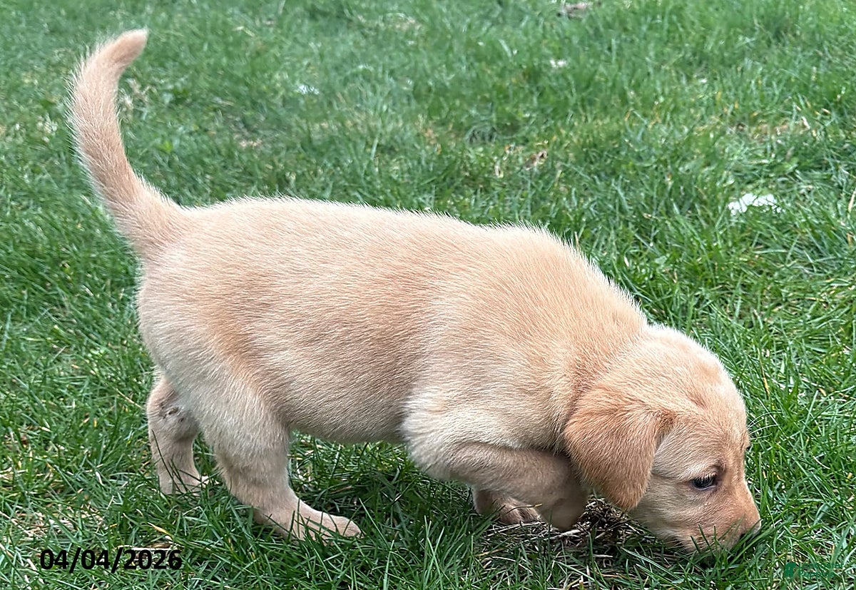 Labrador Retriever dogs Ginger - Ad 2
