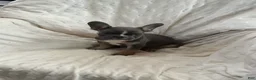 French Bulldog dogs for sale: French Bulldog Puppy 2 - Ad 4