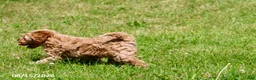 Shihpoo dogs for sale: Tinsel - Ad 3