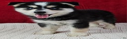 Pomsky dogs for sale: Moose - Ad 2