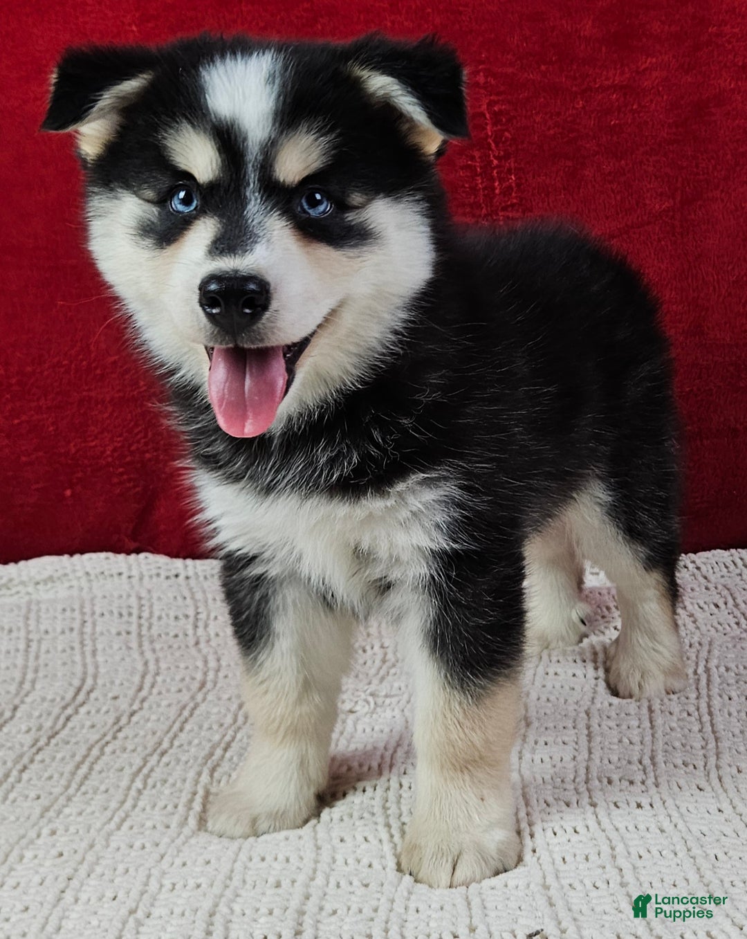 Pomsky dogs for sale: Moose - Ad 2