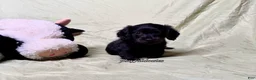 Miniature Dachshund dogs for sale: Long Haired Nearly Solid Black Male AKC 69 - Ad 3