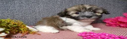 Havanese dogs for sale: Kenzie - Ad 3