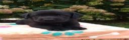 Labrador Retriever dogs for sale: Noble - Ad 7