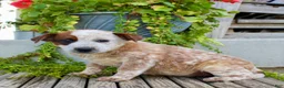 Australian Cattle Dog dogs for sale: Addy - Ad 3