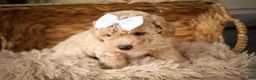 Miniature Poodle dogs for sale: Jenson ✨ - Ad 3