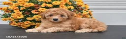 Bichpoo dogs for sale: Theo - Ad 4