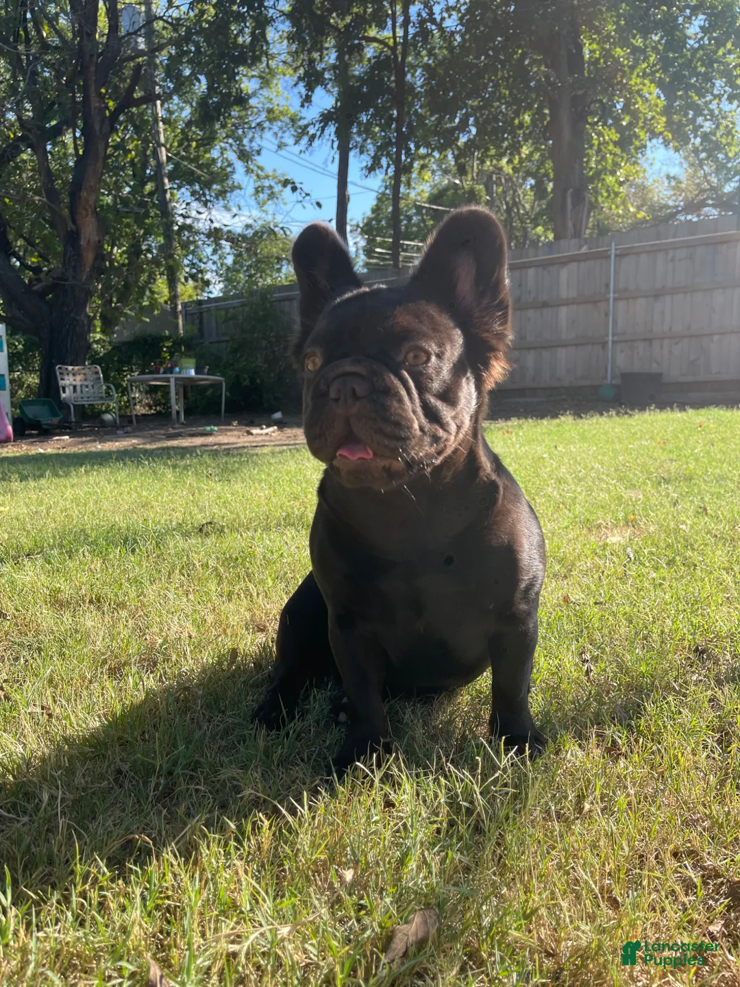French Bulldog dogs for sale: Chica - Ad 2