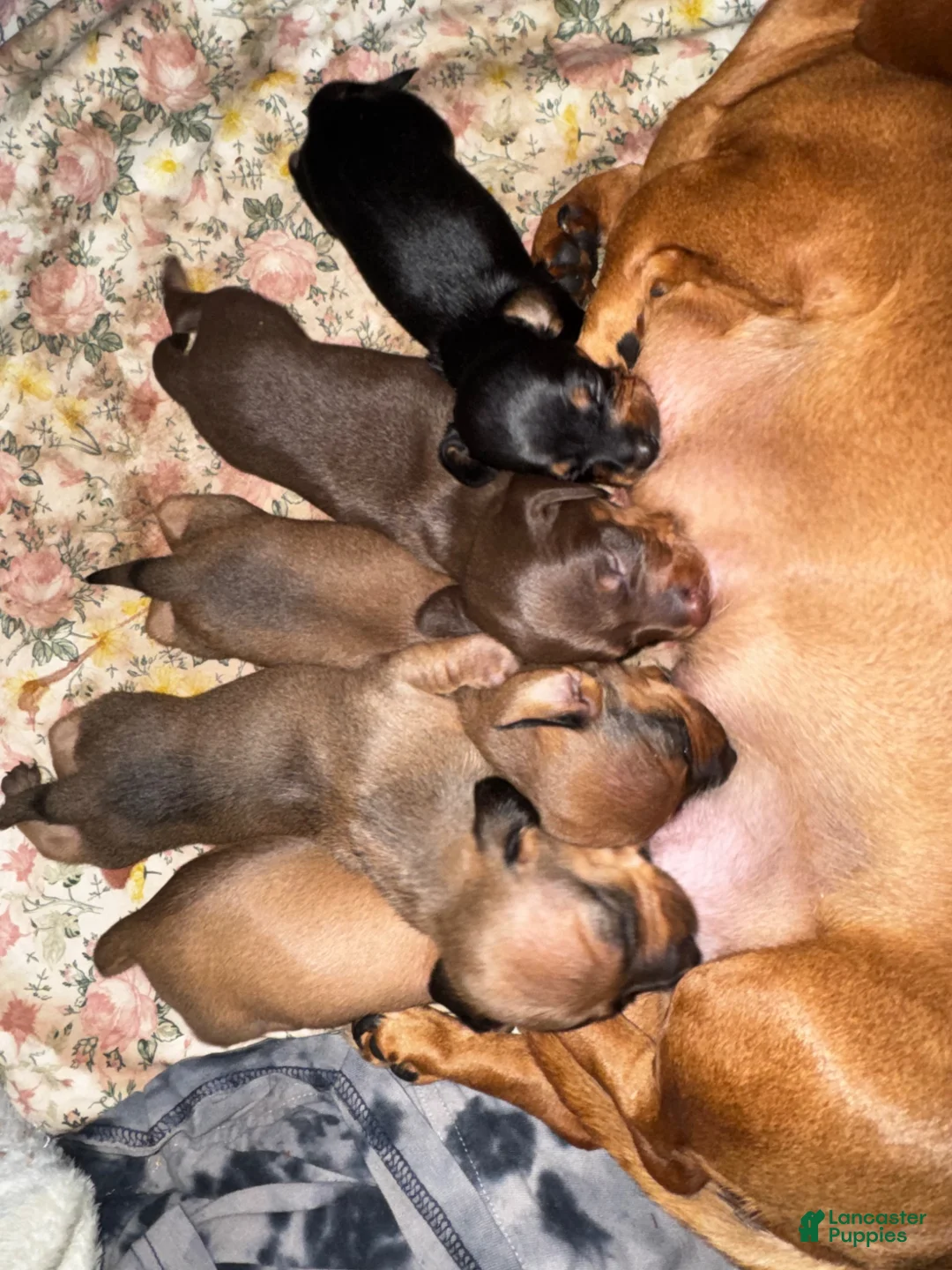 Miniature Dachshund dogs for sale: Mac - Ad 11